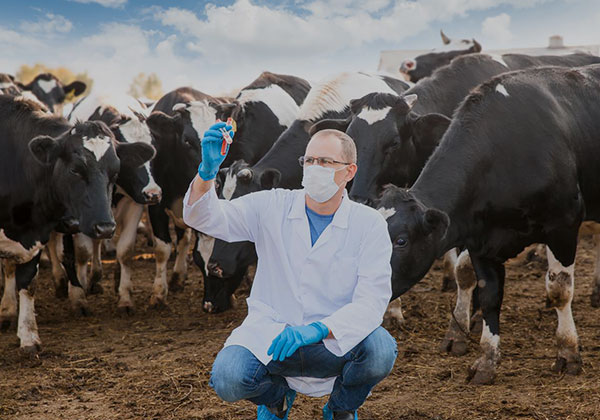 Feed Additives in Animal Nutrition and Health Products in Egypt